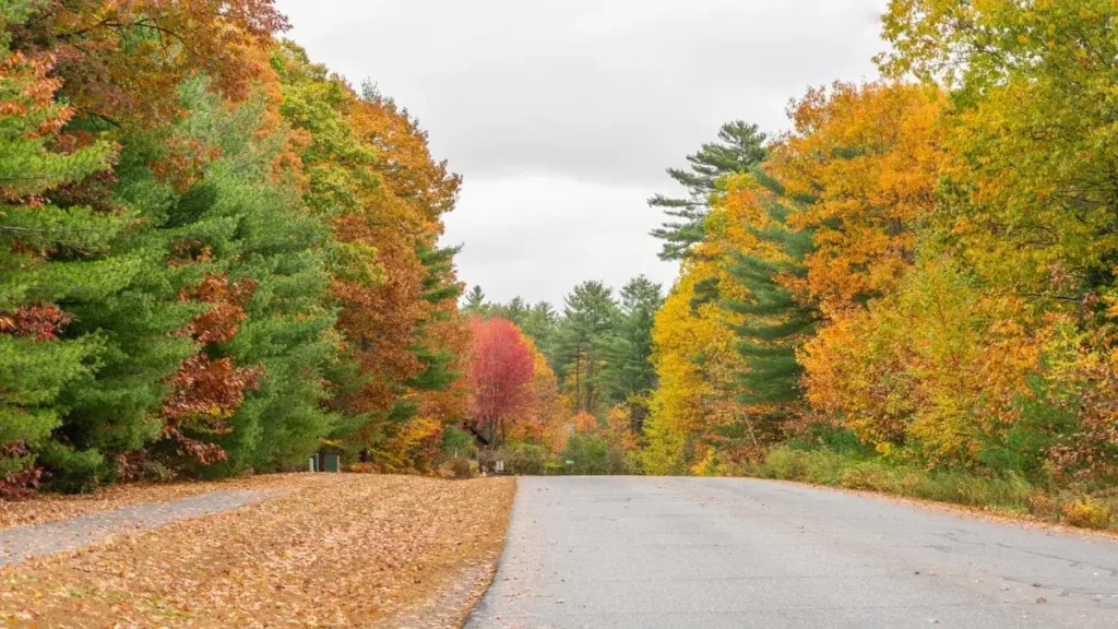Peaceful road surrounded by vibrant fall foliage in Vermont, symbolizing the best marathons in the state.